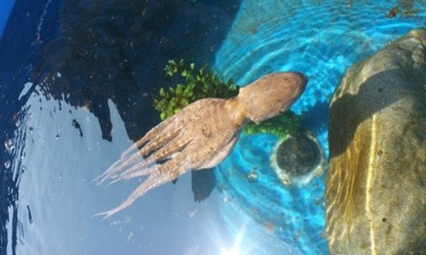 Ocean Conservation or Sustainable Agriculture Tour at Friends of Natural Energy Lab of Hawaii (Up to 32% Off)