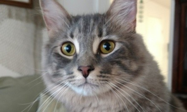 $15 for One-Day Cat Care (Up to Three Cats) from Reigning Cats & Dogs Pet Sitting Service ($22 Value)