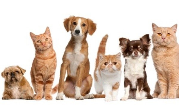 Admission for Two or Four to The Fredericksburg Pet Show on September 22-23, 2018 (Up to 50% Off)