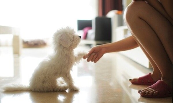 In-Home Pet Care from Nola's Finest Pet Care (Up to 69% Off)