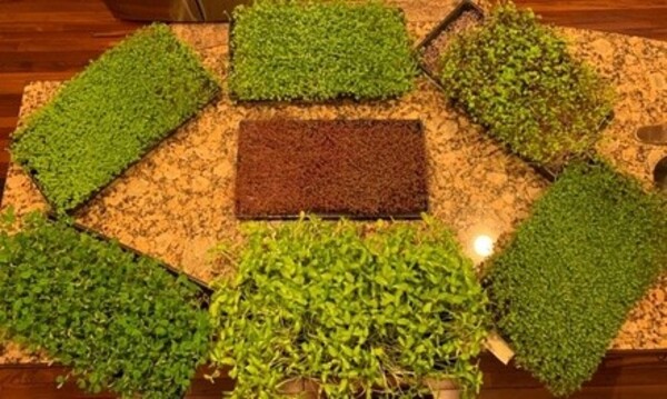 Microgreen Produce at Rose Garden Produce (Up to 41% Off)