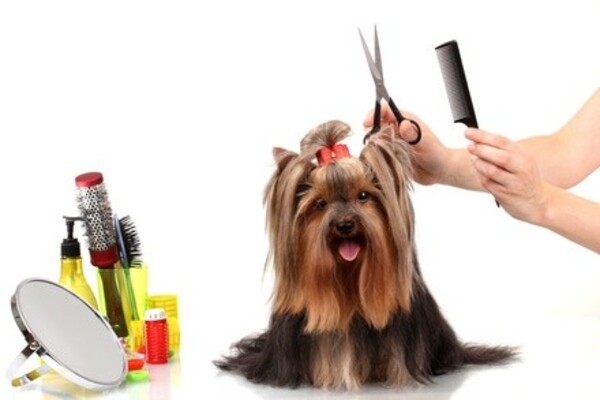 Up to 46% Off on Pet - Grooming / Salon at Caprice Drive Doggies