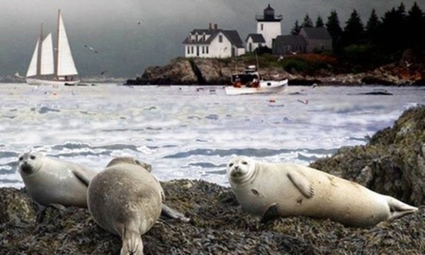Sailing Eco Cruise from Schooner Heron (Up to 56% Off). Two Options Available.