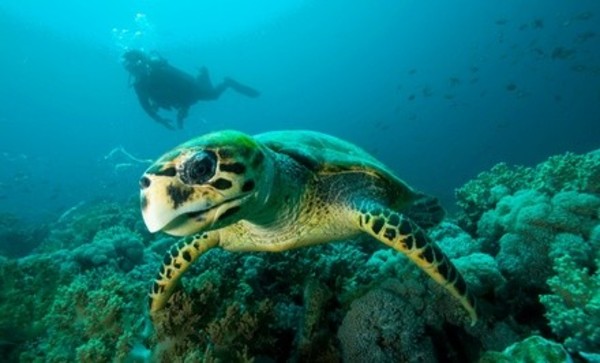 Catamaran Snorkeling Tour for Two or Four at Oahu Catamarans (40% Off)