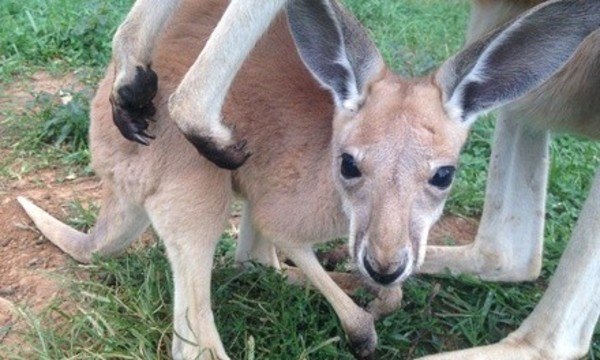Deal for Kentucky Down Under Adventure Zoo - OR