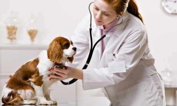 Comprehensive Wellness Exam or Annual Vaccinations for a Dog or Cat at Heart of Dixie Veterinary Clinic (Up to 62% Off)