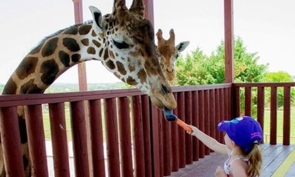 Admission for One or Two, with Animal Feedings, Goat Feed and Optional Zoofari at Brights Zoo (Up to 35% Off)