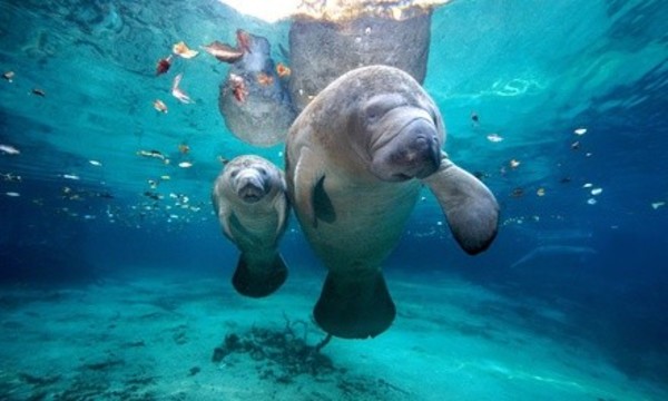 Manatee and Wildlife Sightseeing Semi-Private Tour for Two People at See Manatees (Up to 47% Off)
