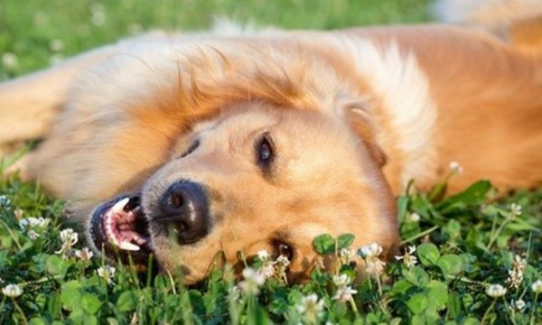 One or Three Days of Doggie Daycare at The Puppy Pad (Up to 50% Off)