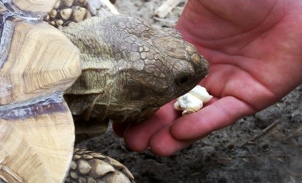 Wildlife Park and Mini Golf for Two, Four, or Six at Citrus Attraction at Boyett's Grove (Up to 53% Off)