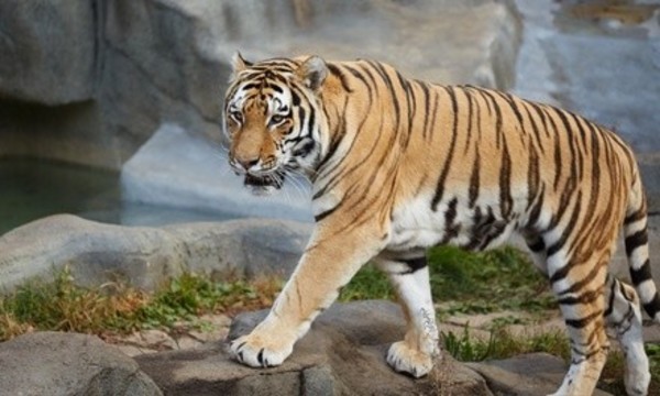 Zoo Visit at Austin Zoo (Up to 44% Off). Three Options Available. 