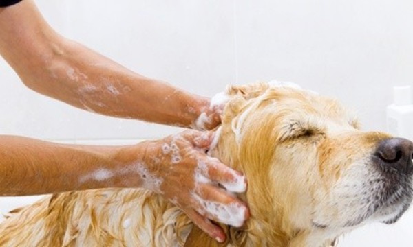 Bath Package for Dogs at Poochie Playhouse (Up to 47% Off). Six Options Available.