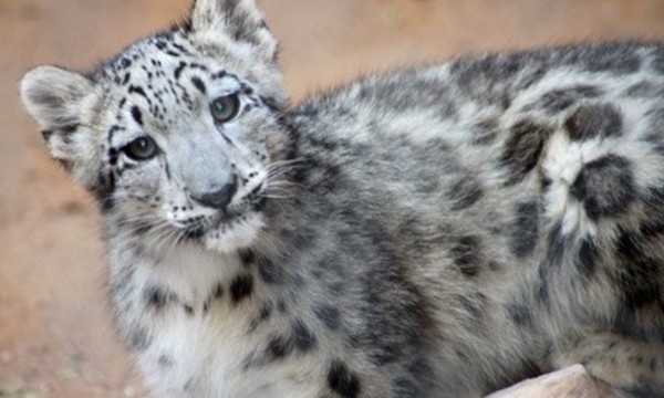 $49 for an Introductory Membership to the Micke Grove Zoological Society ($100 Value)   