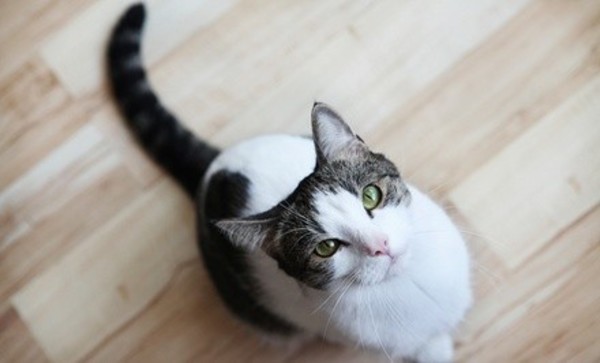 Feline Wellness Exam with Optional Treatment package at Cat Care Clinic (Up to 84% Off)