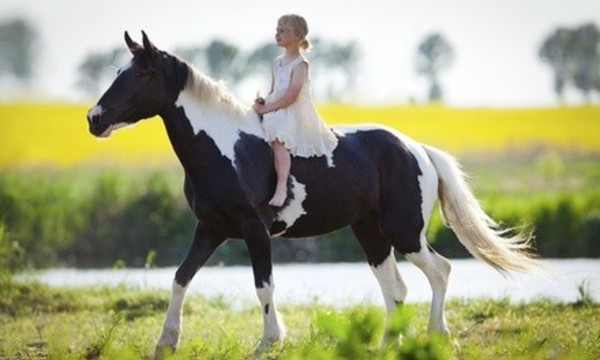 $30 for $45 Worth of Services — Siemon Stables