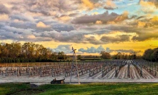 Wine Tasting for Two or Four or  Wine and Cheese Tasting Package for Two at Plagido's Winery (Up  to 48% Off)