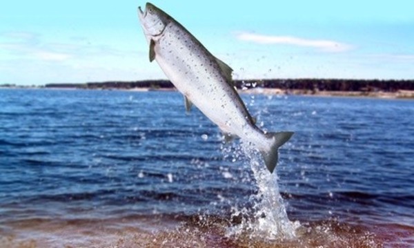 Perch-Fishing Trip for Two at Captain Hook's Charter Fishing (Up to 50% Off). Two Options Available. 