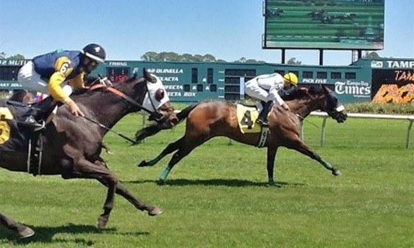  Day at the Races for One, Two, Four, or Six at Tampa Bay Downs (Up to 53% Off)