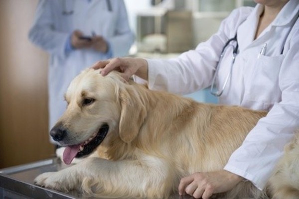 $38 for Puppy Vaccination Package from Quality Care Animal Hospital 