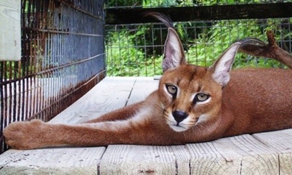 Exotic Animal Tour for Two or Six People at Octagon Wildlife Sanctuary (Up to 57% Off)