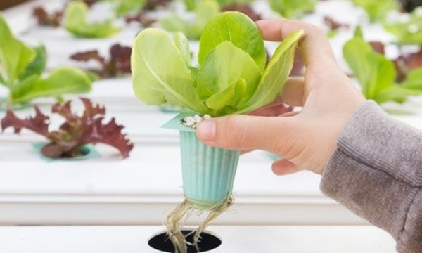 Hydroponic Gear and Organic Fertilizers at Alternative Hydroponics & Organics (56% Off). Two Options Available. 