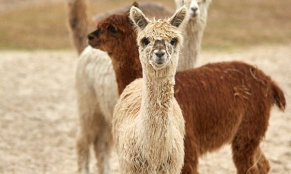 Alpaca-Fiber Art Class with Complimentary Farm Tour for One, Two, or Four at Alpaca Magic USA (Up to 58% Off)