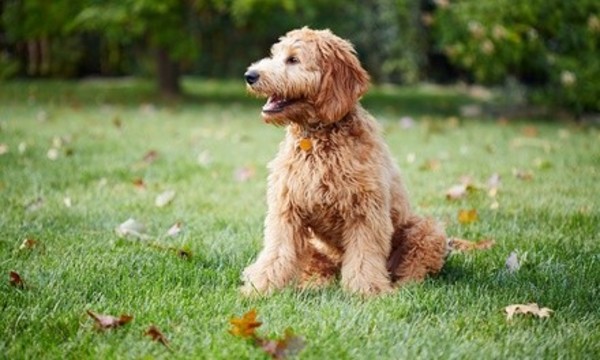 Three Nights of Boarding for One, Two, or Three Dogs at Bobbi Colorado's Canine Camp (Up to 54% Off)
