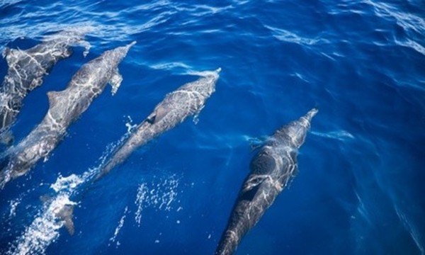 Dolphin-Watching Tour or Historical Cruise for Two or Four from Captains Source (Up to 55% Off)