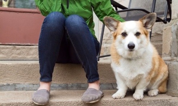 $44 for Three Days of Doggie Daycare with Temperament Exam and Nail Trim at Dogtown Cincinnati ($89 Value)
