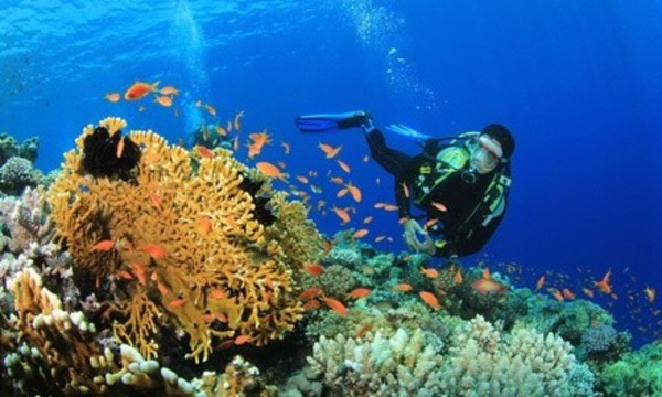 $156 for PADI Open-Water Scuba Certification with Equipment Rental at Aquarius Dive Shop ($649 Value)