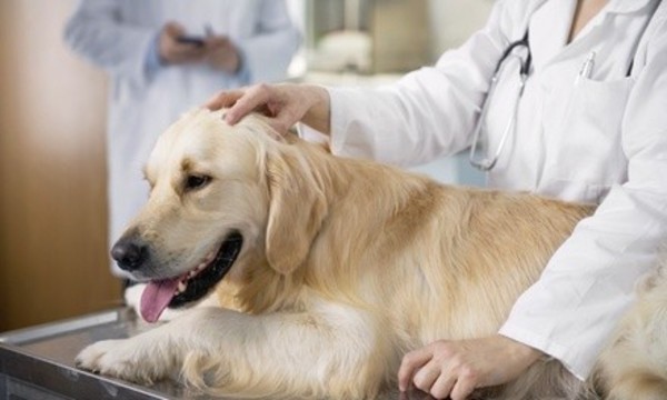 Deal for Vca Cherokee Animal Hospital