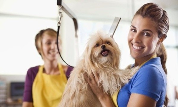 One Premium Dog Grooming Package at Pooch Parlor (Up to 42% Off). Three Options Available.