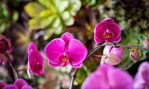 Botanical Garden Admission for Two or Four to Grand Tradition Estate & Gardens (45% Off)