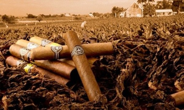 Cigars at Casa de Montecristo by JR Cigar (Up to 50% Off). Two Options Available.
