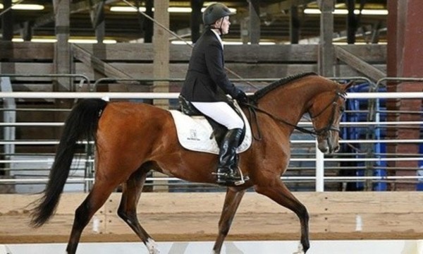 Horseback Riding Lessons at Magic Moments Stable (Up to 44% Off) 