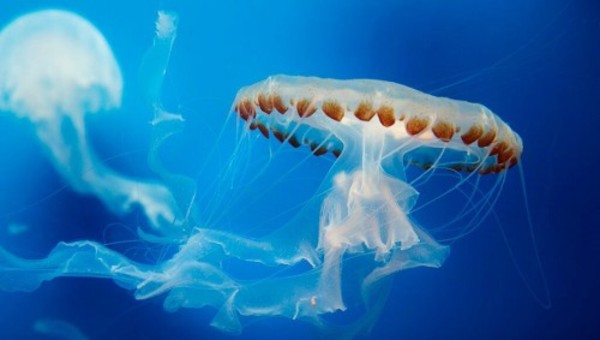 Aquarium of the Pacific: Weekday After-3pm Admission