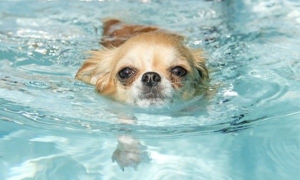 One or Three Private Dog Swimming Sessions at Sparky's Playground (Up to 48% Off)