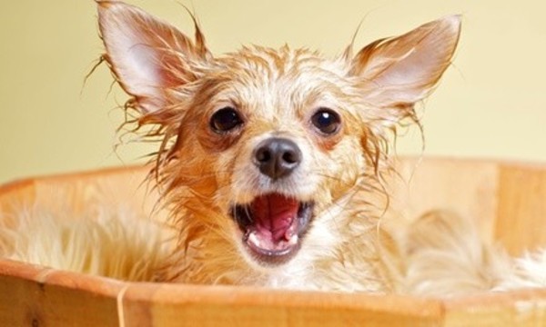 Three or Six Self-Serve Any Size Dog Washes from Pet Supermarket (Up to 60% Off)