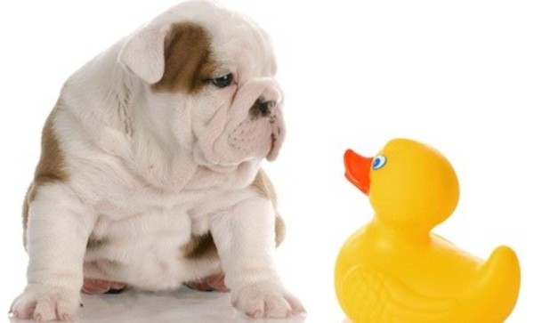 $25 Off $50 Worth of Grooming - Pet