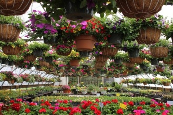 10-Inch or 12-Inch Combo Hanging Planter at Marini's Stand (Up to 43% Off)