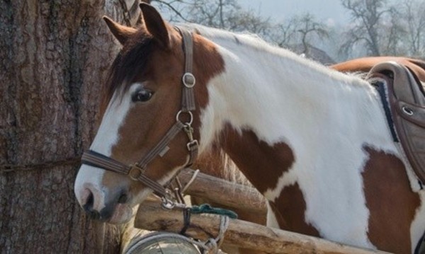 $33 Off $65 Worth of Horse Back Riding - Recreational
