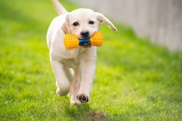 Up to 46% Off Dog Playcare at Pampered Pets Inn & Spa