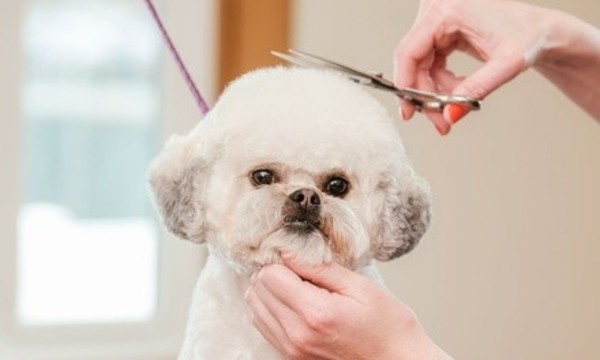 Dog Spa Day Package for Up to 35, 35–50, or 50+ lbs Dog at Summit Boulevard Animal Hospital (Up to 44% Off)