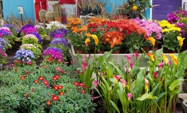 Deal for Victoria's Nursery