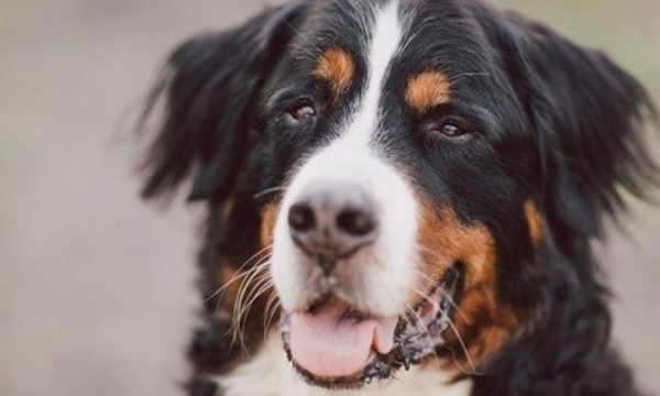 Dog Care or Obedience Classes at Puppy Manor (Up to 51% Off). Four Options Available.