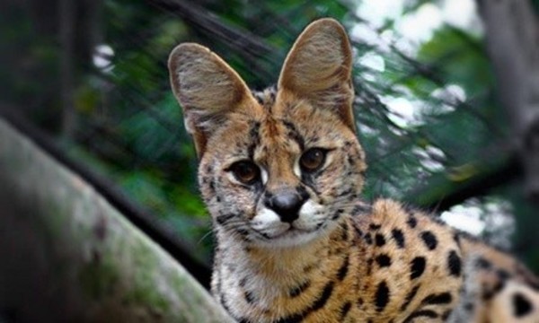 Admission for Two or Four at Brandywine Zoo (Up to 39% Off)