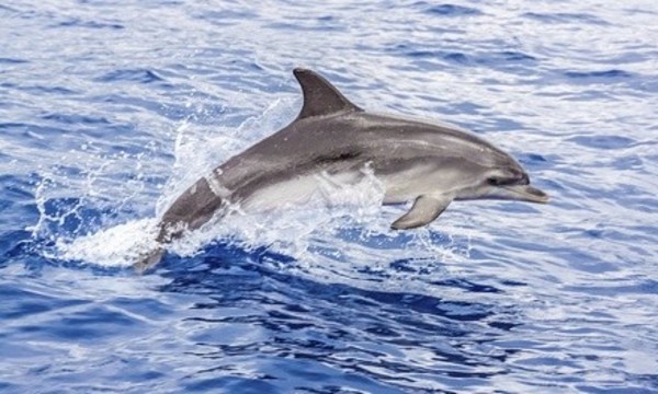 Dolphin & Whale Watching Sunset Cruise for 1, 2, 4, 6, 8, or 10 People from Cruise San Diego (Up to 58% Off)