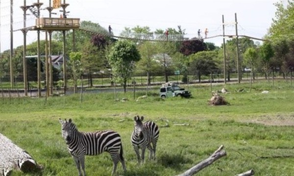 Aerial Adventure Course Packages with Zoo Admission at Toledo Zoo Aerial Adventure Course (Up to 30% Off)