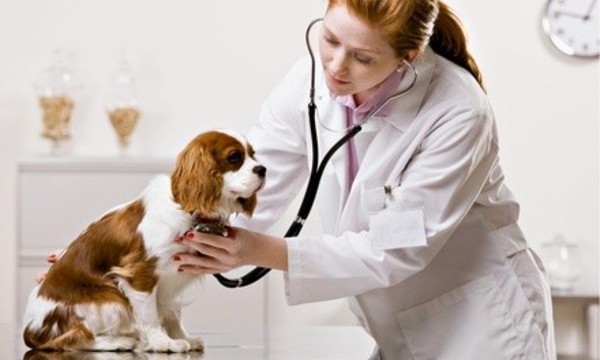 $61.50 for Dog Exam Package with Heartworm and Preventive Tests at Sunnyvale Veterinary Clinic ($135 Value)