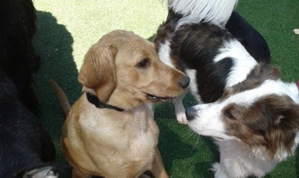 Three Days of Daycare with Optional Group Swim for One or Two Dogs at Sparky's Playground (Up to 50% Off) 
